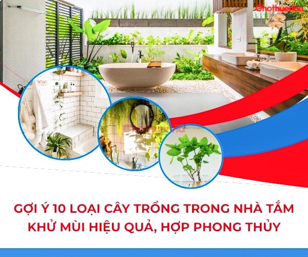Gợi ý 10 cây trồng trong nhà tắm hợp phong thủy và khử mùi hiệu quả