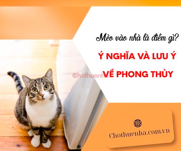 Mèo vào nhà là điềm gì? Ý nghĩa và lưu ý về phong thủy